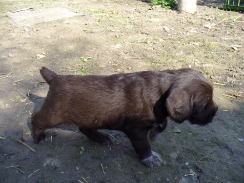 Pred�m �tena �esk�ho fouska