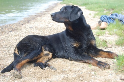 Beauceron - ov��k z Francie