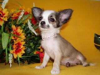 �IVAVA DLOUHOSRST� S PP- fenka