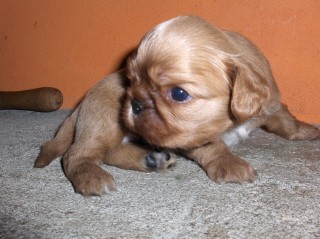 King charles �pan�l