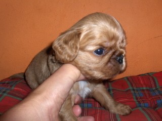 King charles �pan�l