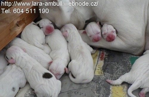 �t�n�-Americk� buldok