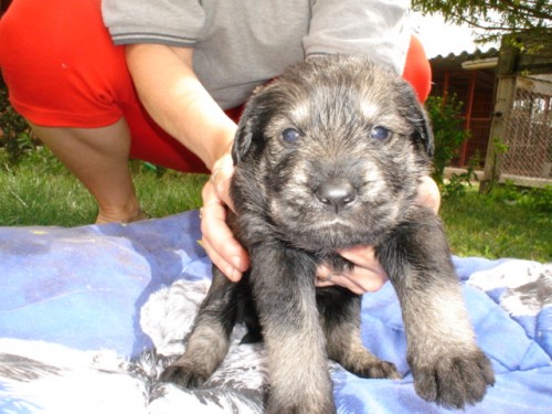 Kn�ra� velk� pep� a sul s pp