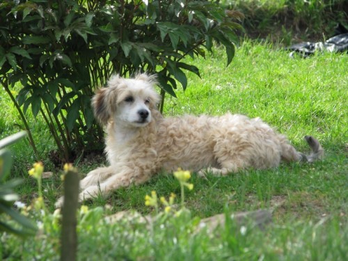 ��nsk� chocholat� pes