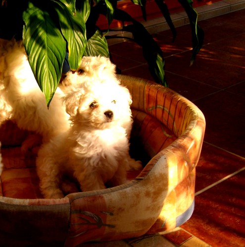 K prodeji �����tka bolo�sk�ho ps�ka