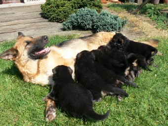 N�meck� ov��k