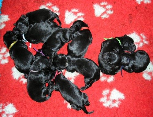 FLAT COATED RETRIEVER  - �ern� �t���tka s PP