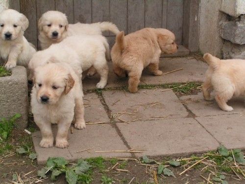 �t���tka zlat�ho retrievera s PP