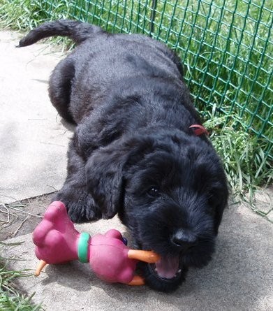 KN�RA� VELK� �ERN�