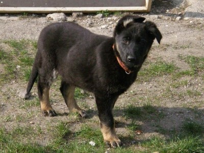 n�meck� ov��k �t��ata