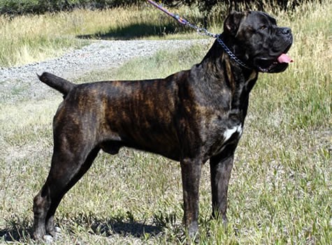 Molossoidn� plemena