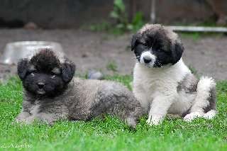 KAVKAZSK� PASTEVECK� PES 