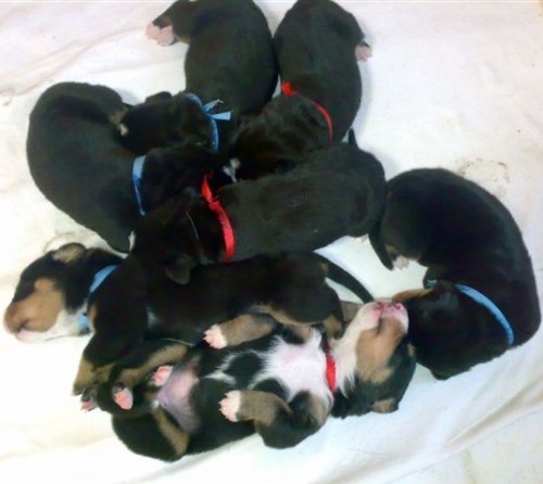 Prod�m kr�sn� �t���tka V�SP