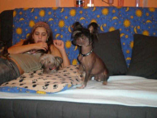 ��nsk� chocholat� pes-kryt�