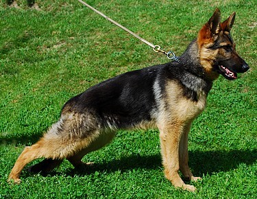 N�meck� ov��k 