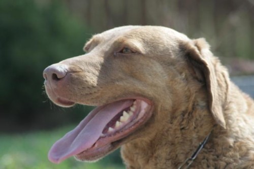 Hled�me pejska k p�ipu�t�n� fenky