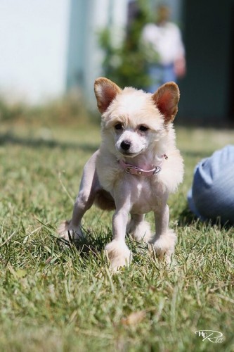 HA hol�i�ka s PP