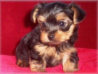 Jork��rsk� teri�r