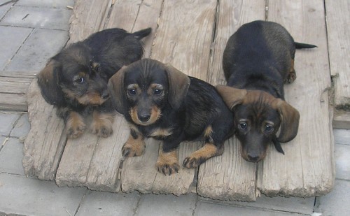 �t��ata jezev��ka