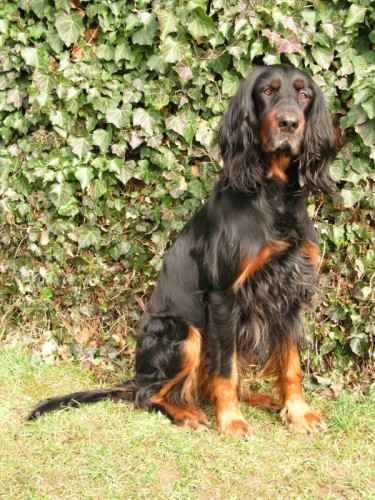 �t��ata - Gordonsetr