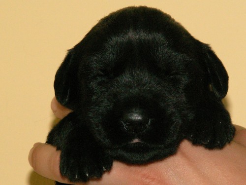 Kn�ra� velk� �ern�