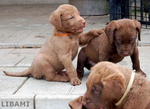 chesapeake bay retr�vr