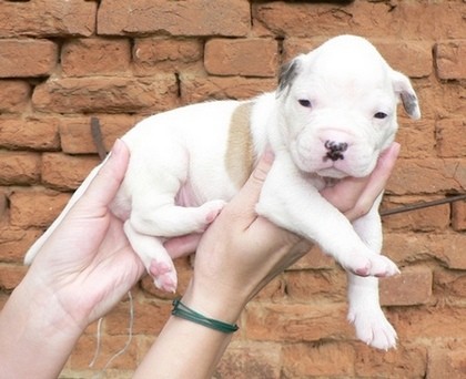 �t��ata Americk� buldok