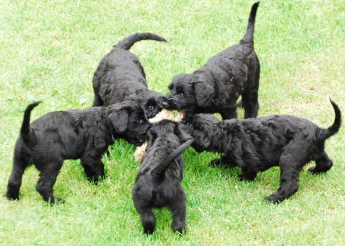 Kn�ra� velk� �ern�