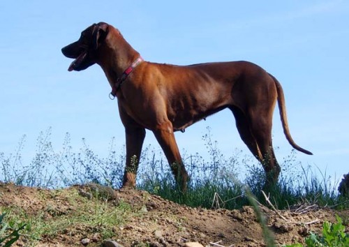 Rhod�sk� ridgeback