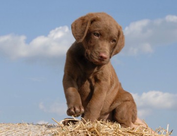 �t��ata Chesapeake bay retrievera