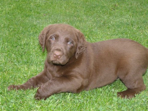 V�HODN� Chesapeake Bay Retriever