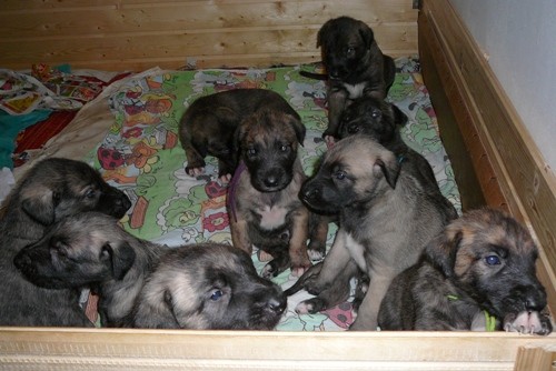 IRSK� VLKODAV - �t��ata s PP