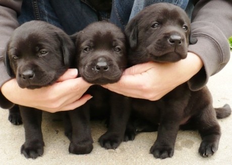 Labrador - labradorsk� retriever -�t��ata s PP