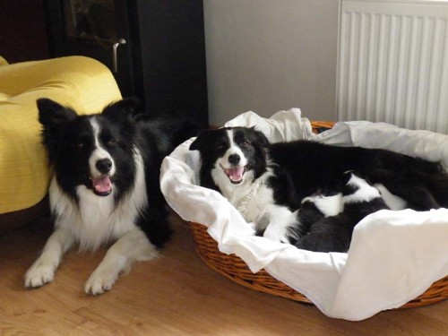 �t��atka border collie