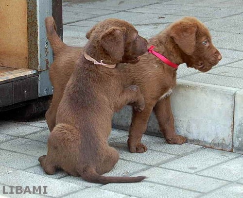 chesapeake bay retr�vr