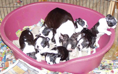 Bostonsk� terier - �t��ata s PP