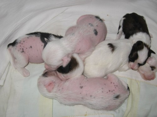 ��nsk� chocholat� pes s PP