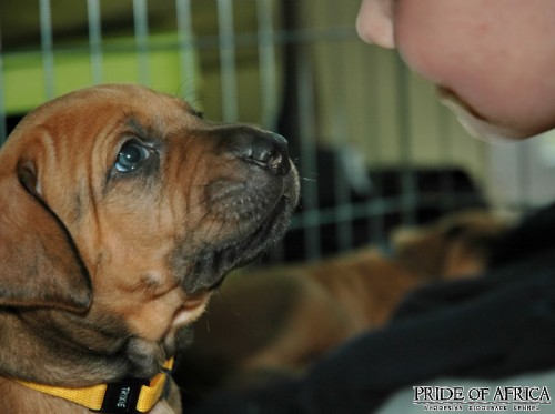 RHOD�SK� RIDGEBACK �t���tka s PP