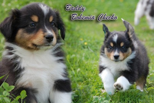 Australsk� ov��k - ihned k odb�ru!