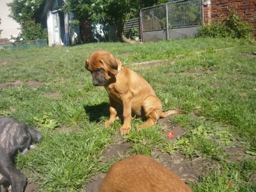 Tosa Inu - �t���tka