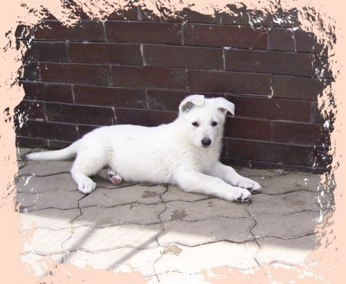 Kr�tkosrst� pejsek