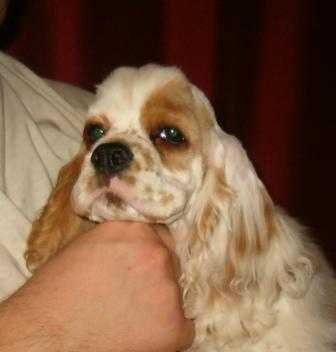 Americk� kokr�pan�l