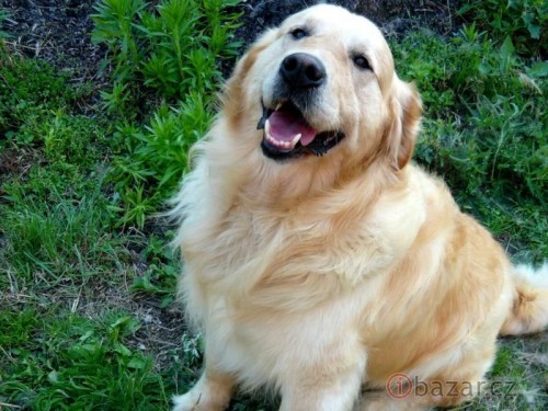 Nab�z�m ke kryt� psa Zlat�ho retr�vra s PP