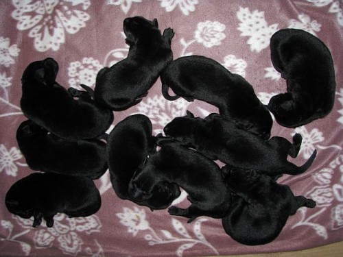 n�meck� ov��k celo�ern�