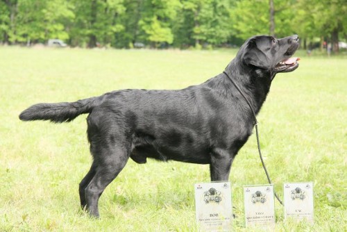 NAB�DKA KRYT�-LABRADORSK� RETRIEVER s PP