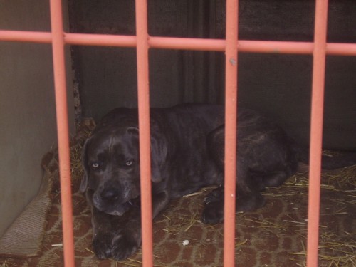 Hled�me p�n��ka pro psa