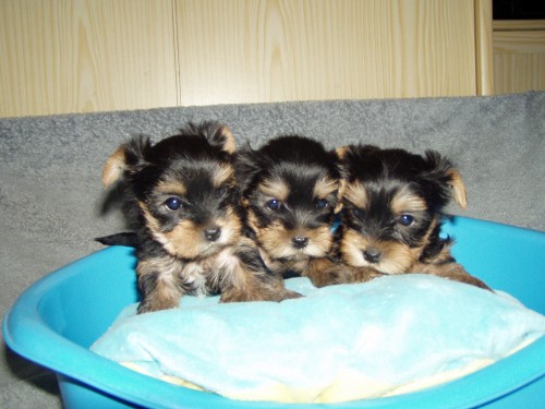 Jork��rsk� terier -�t���tka