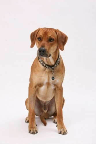 chovn� pes RR ke kryt�