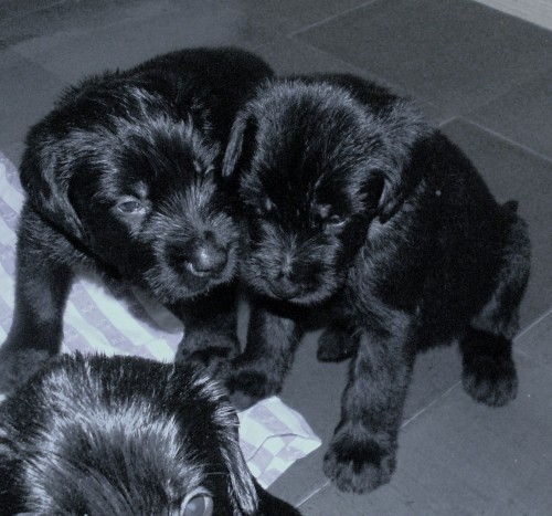 Kn�ra� velk� �ern�