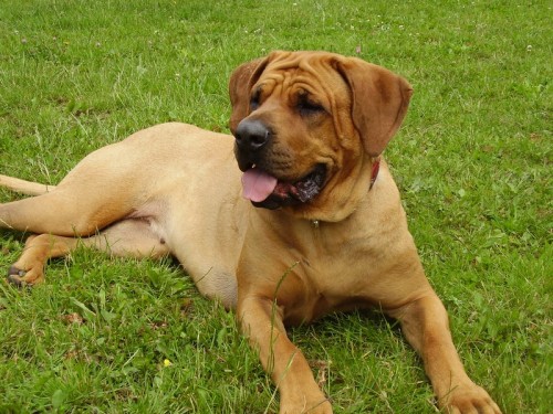 Tosa Inu-zad�me �t���tka s PP